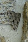 Catocala optata