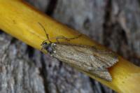 Diurnea lipsiella