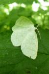 Cabera exanthemata