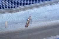 Calybites phasianipennella