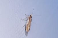 Ypsolopha parenthesella