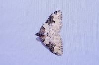 Xanthorhoe fluctuata