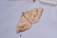 Camptogramma bilineata