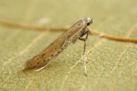 Aspilapteryx tringipennella
