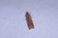 Helcystogramma triannulella
