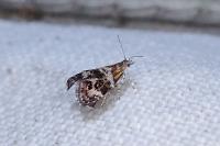 Tebenna micalis