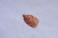 Adoxophyes orana