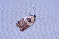 Acleris variegana