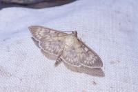 Patania ruralis