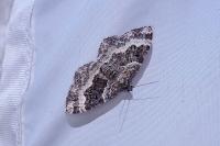 Epirrhoe alternata