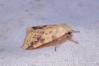Cirrhia icteritia
