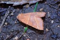 Atethmia centrago