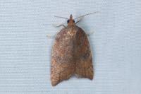 Acleris rhombana