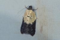 Acleris variegana