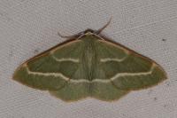 Hylaea fasciaria