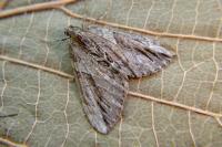 Thera cupressata