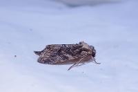 Dryobotodes tenebrosa