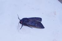 Aporophyla nigra