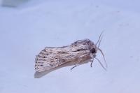 Aporophyla australis