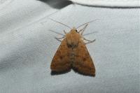 Sunira circellaris