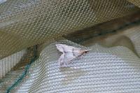 Diplopseustis perieresalis