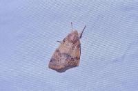 Cirrhia gilvago