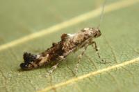 Epermenia chaerophyllella