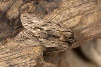Asteroscopus sphinx