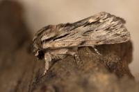 Asteroscopus sphinx