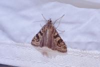 Nomophila noctuella