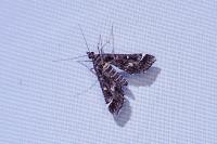 Diasemiopsis ramburialis