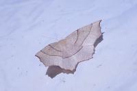 Gerinia honoraria