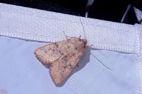 Cirrhia gilvago