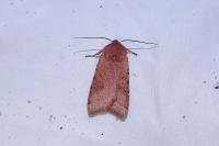 Agrochola lychnidis