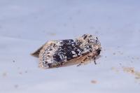 Polymixis argillaceago