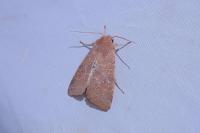 Cirrhia ocellaris