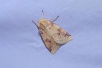 Cirrhia icteritia