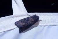 Aporophyla nigra