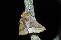 Crocallis tusciaria