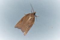 Acleris rhombana