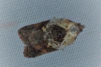 Acleris variegana
