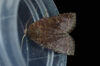 Conistra ligula