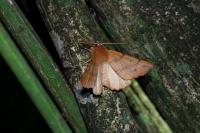 Colotois pennaria