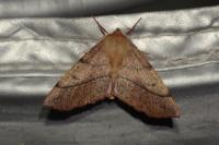 Colotois pennaria