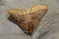 Crocallis tusciaria