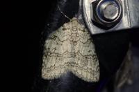 Epirrita