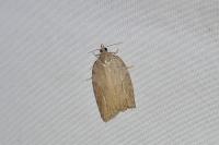 Acleris sparsana