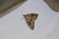 Thera britannica/obeliscata/variata