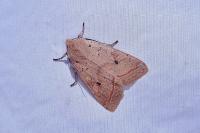 Leptologia macilenta