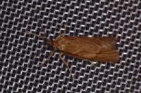 Diurnea lipsiella